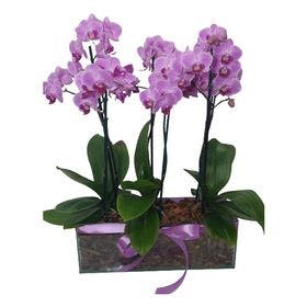 Jardineira trio de mini orquídeas